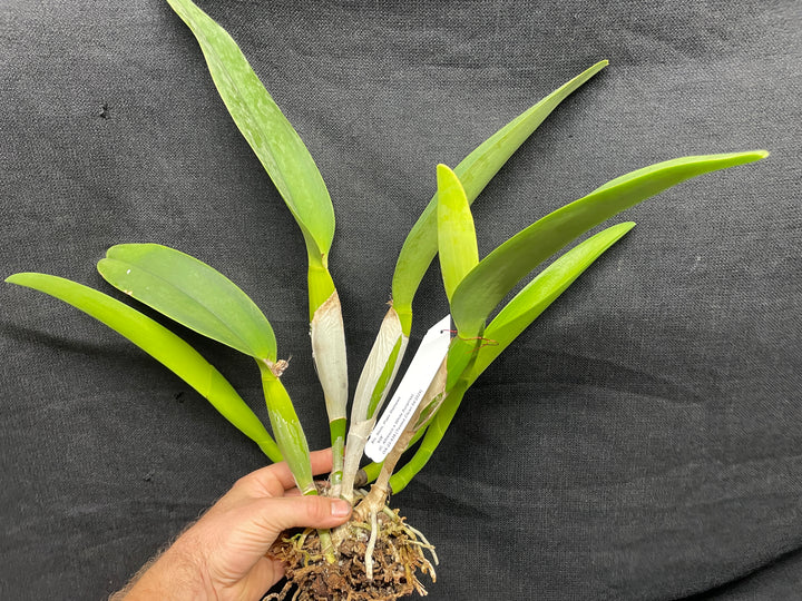 Blc. Mem. Plato Mathews `938&