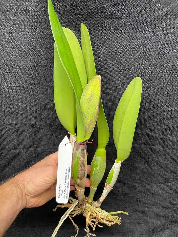 Blc. Ranger Six &