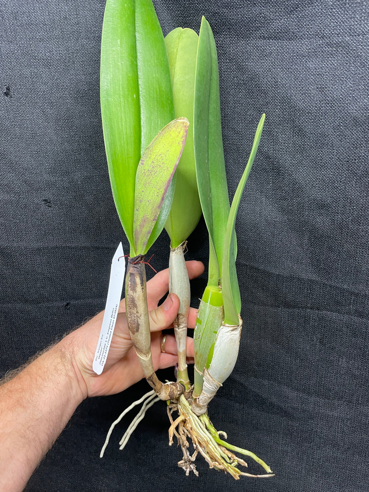 Blc. Ranger Six &