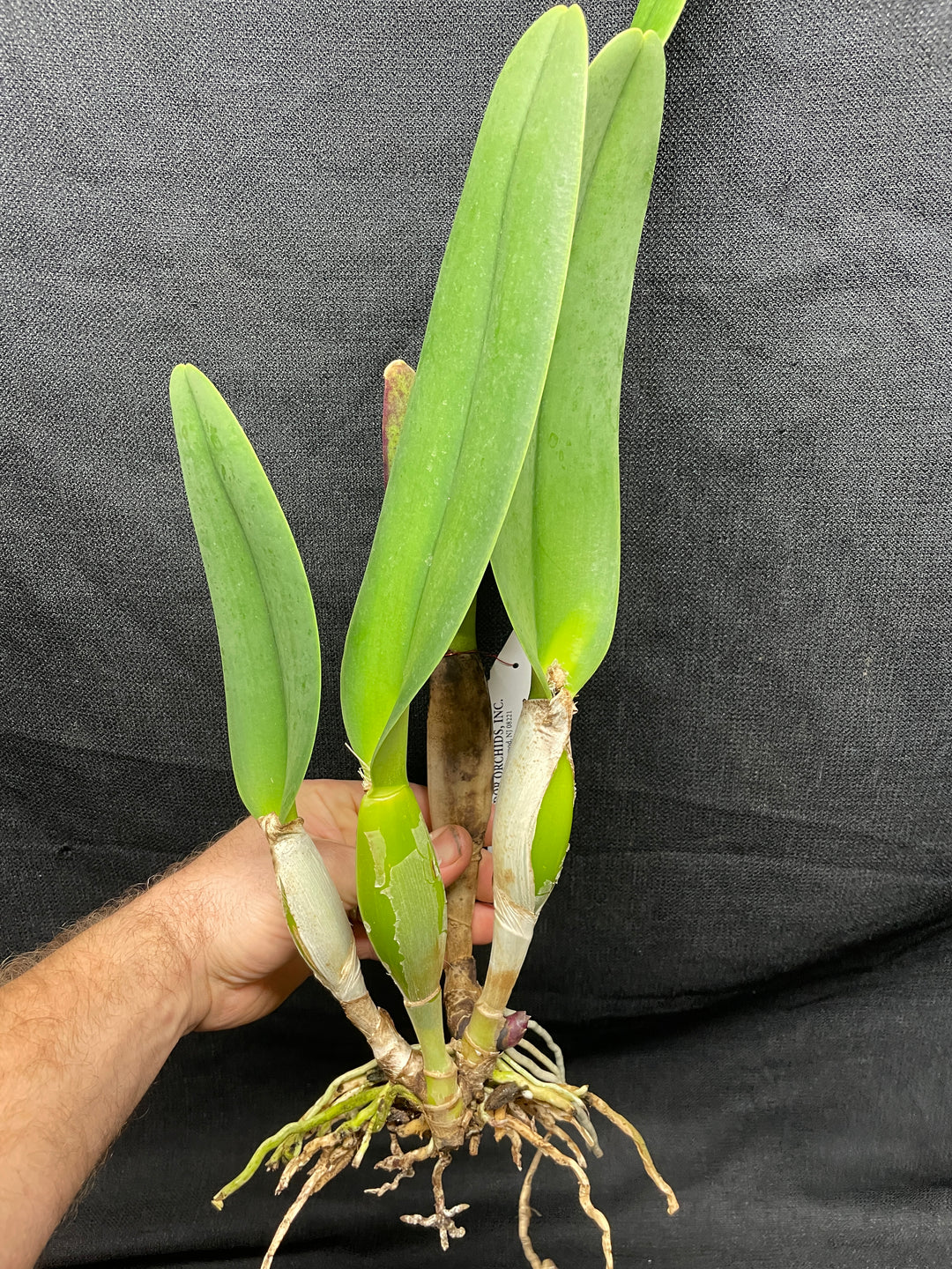 Blc. Ranger Six &