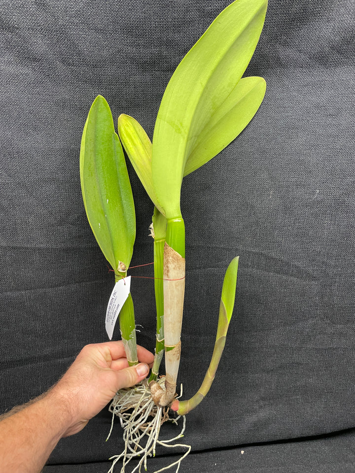 Blc. Orange Glory `Worrall&