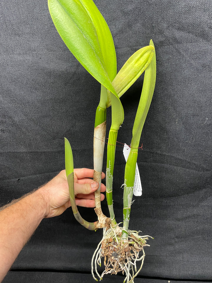 Blc. Orange Glory `Worrall&