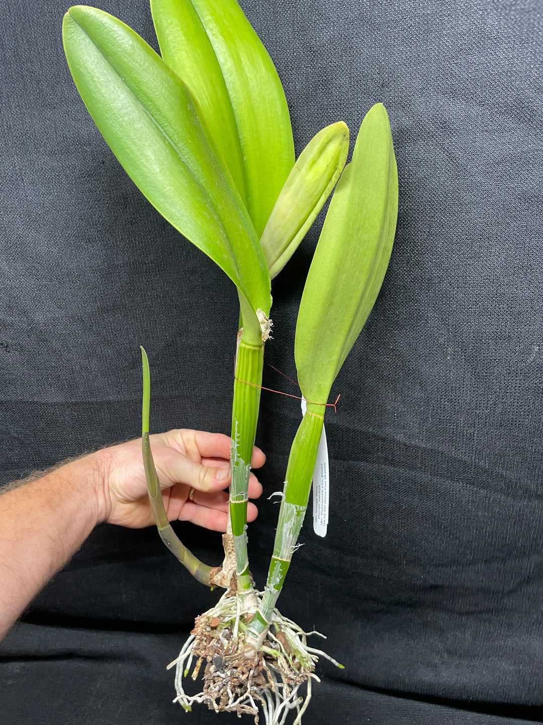 Blc. Orange Glory `Worrall&