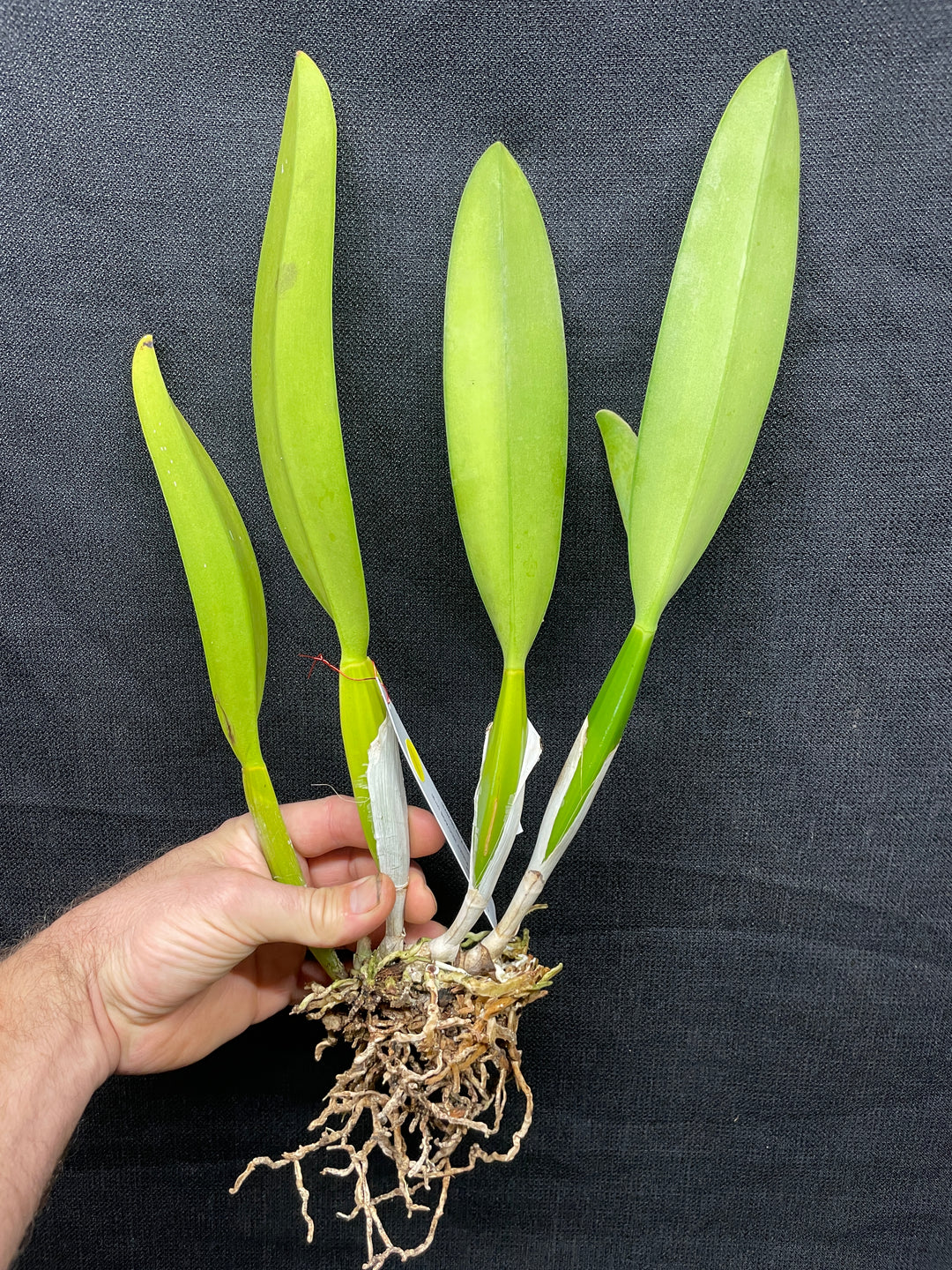 C. percivaliana `Canaima&