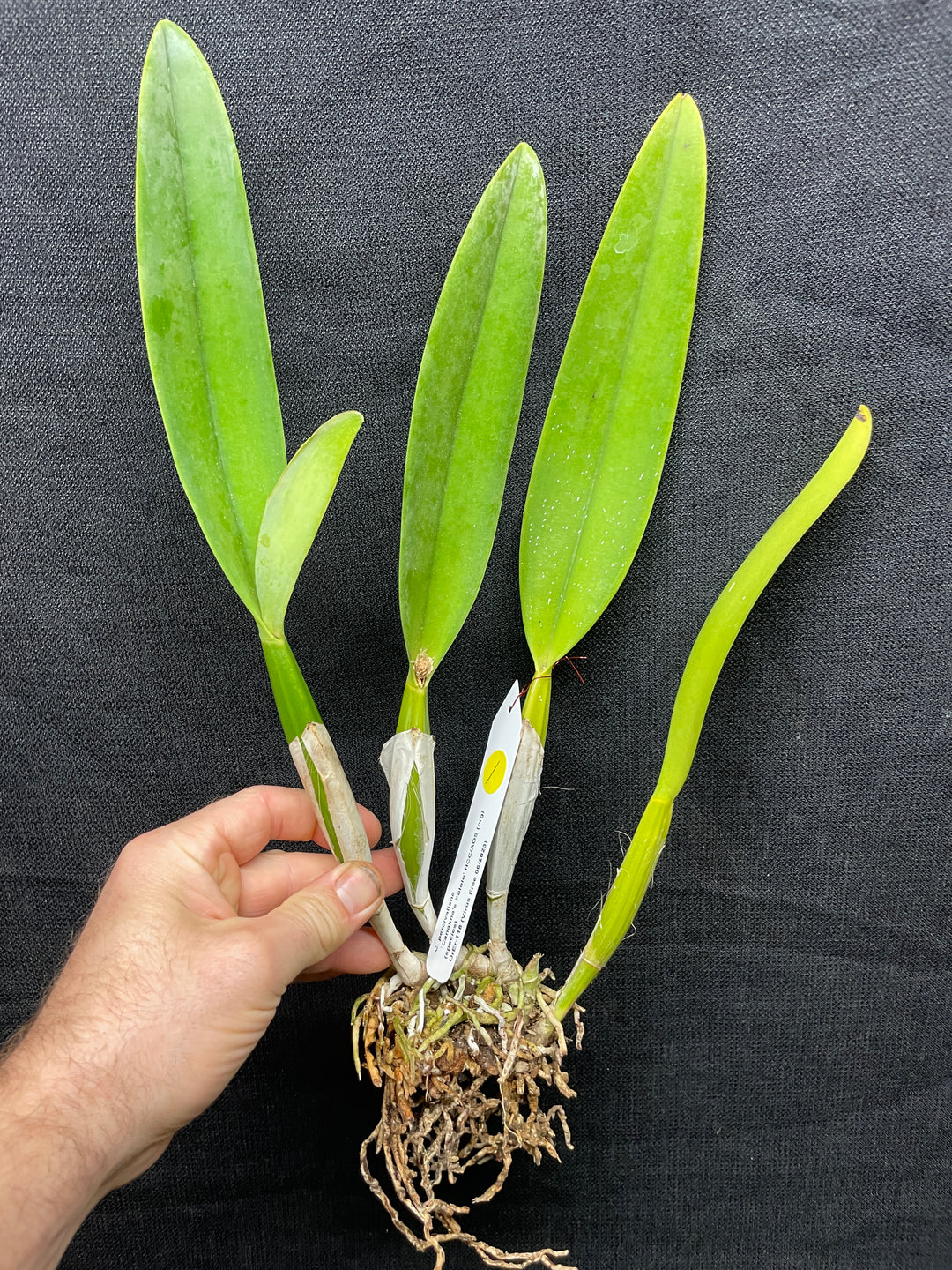C. percivaliana `Canaima&