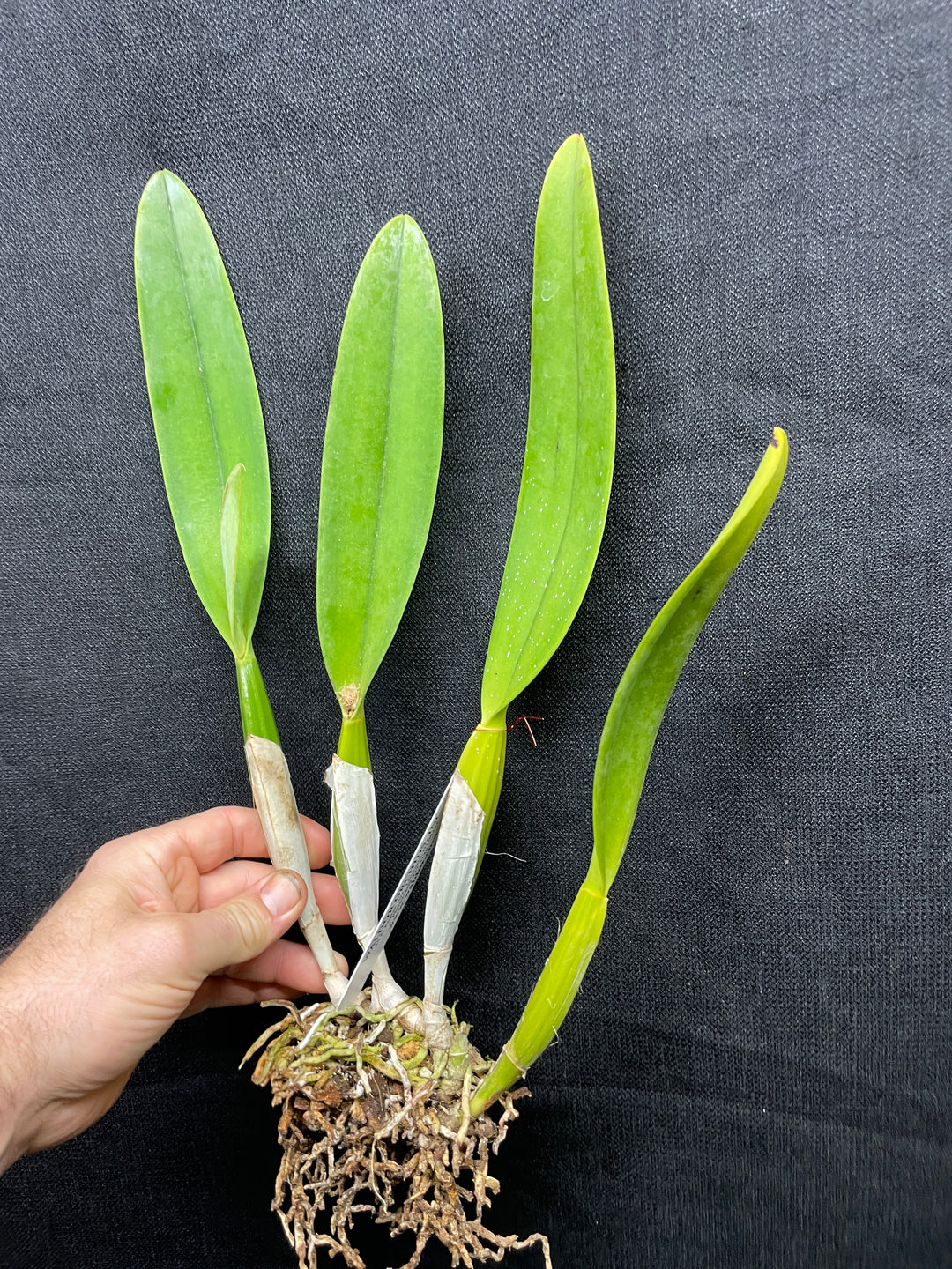 C. percivaliana `Canaima&