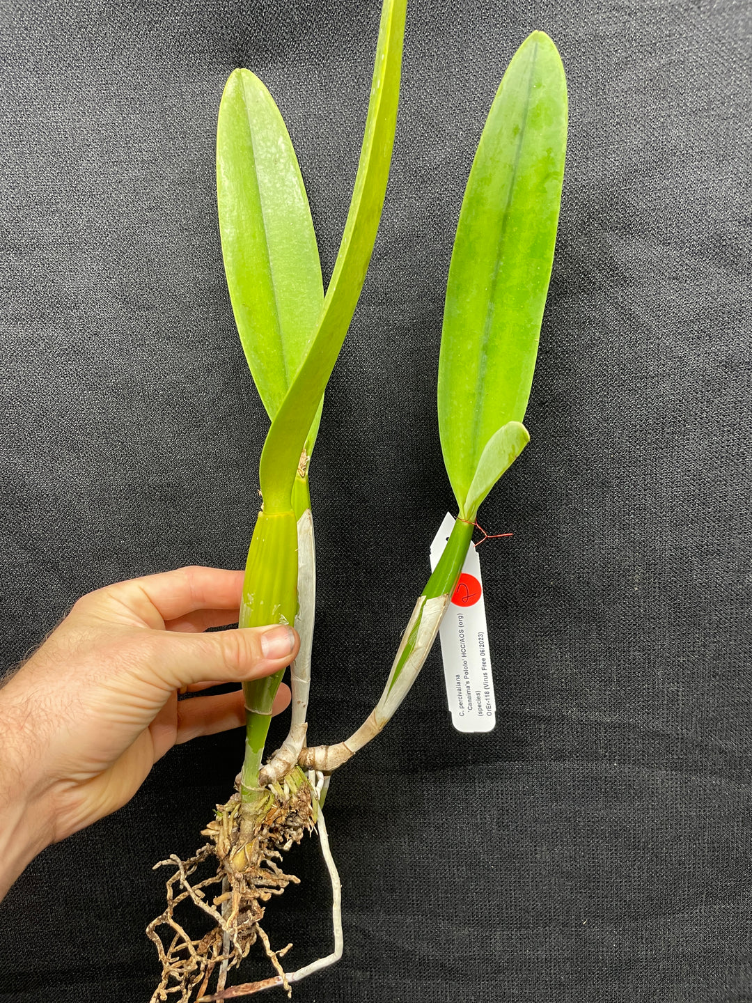 C. percivaliana `Canaima&