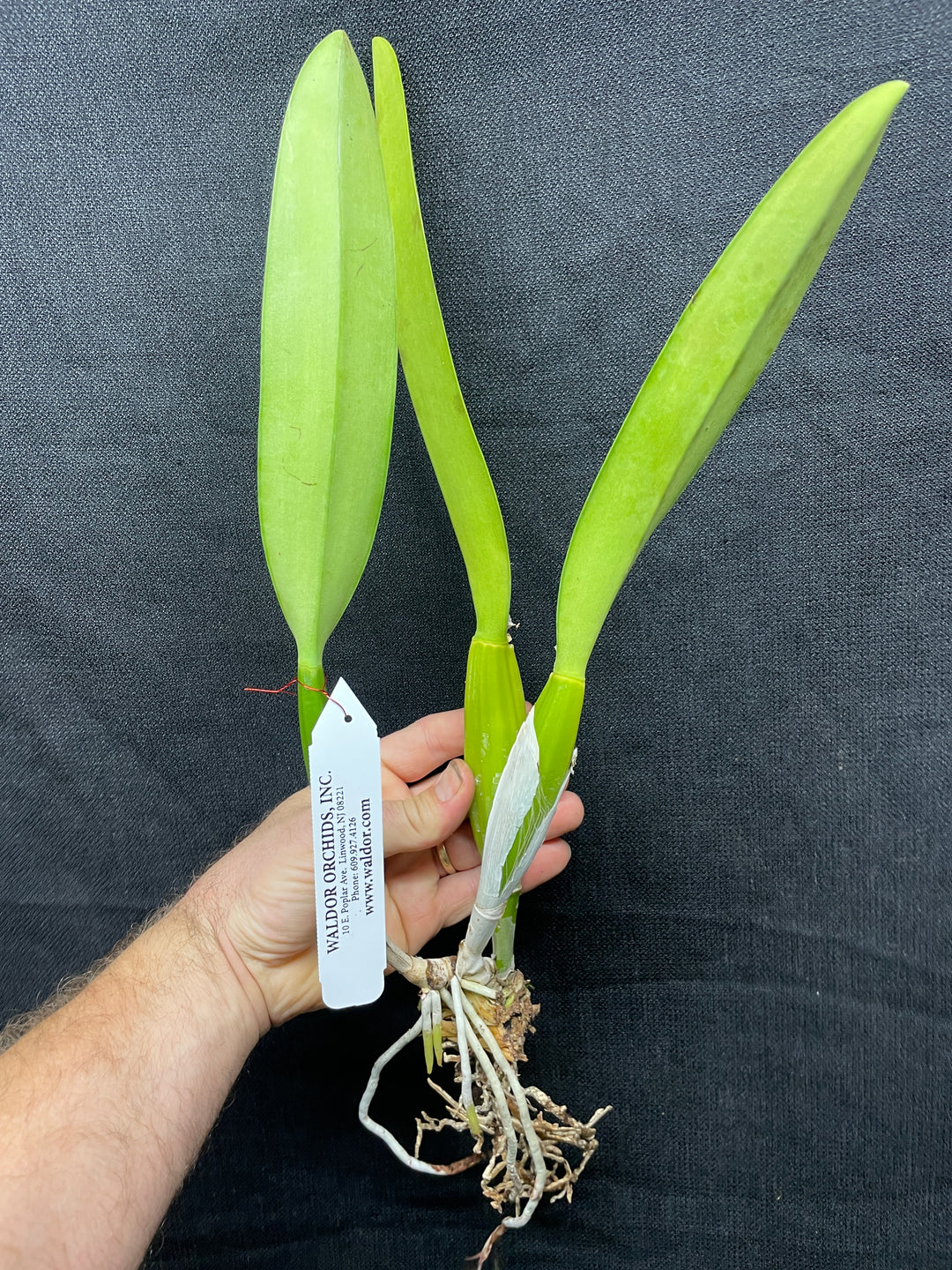 C. percivaliana `Canaima&