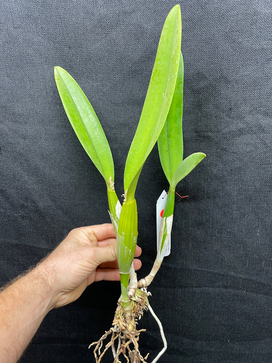 C. percivaliana `Canaima&