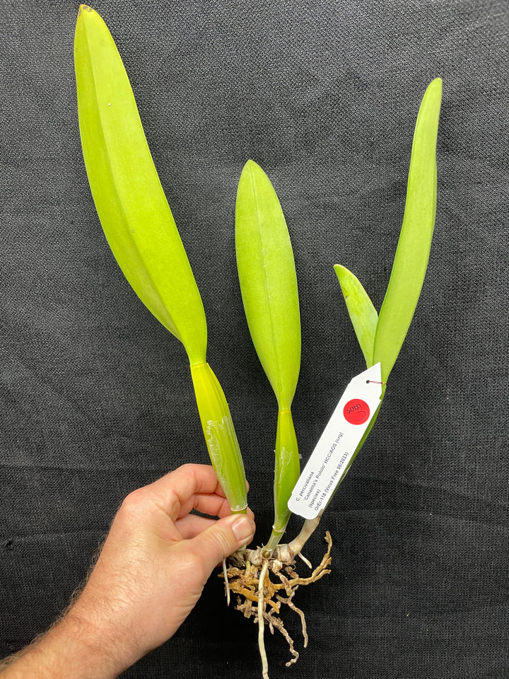 C. percivaliana `Canaima&