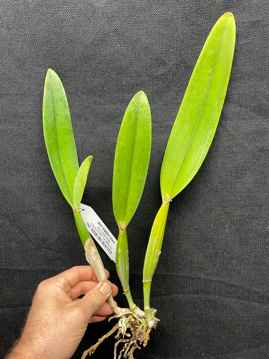 C. percivaliana `Canaima&