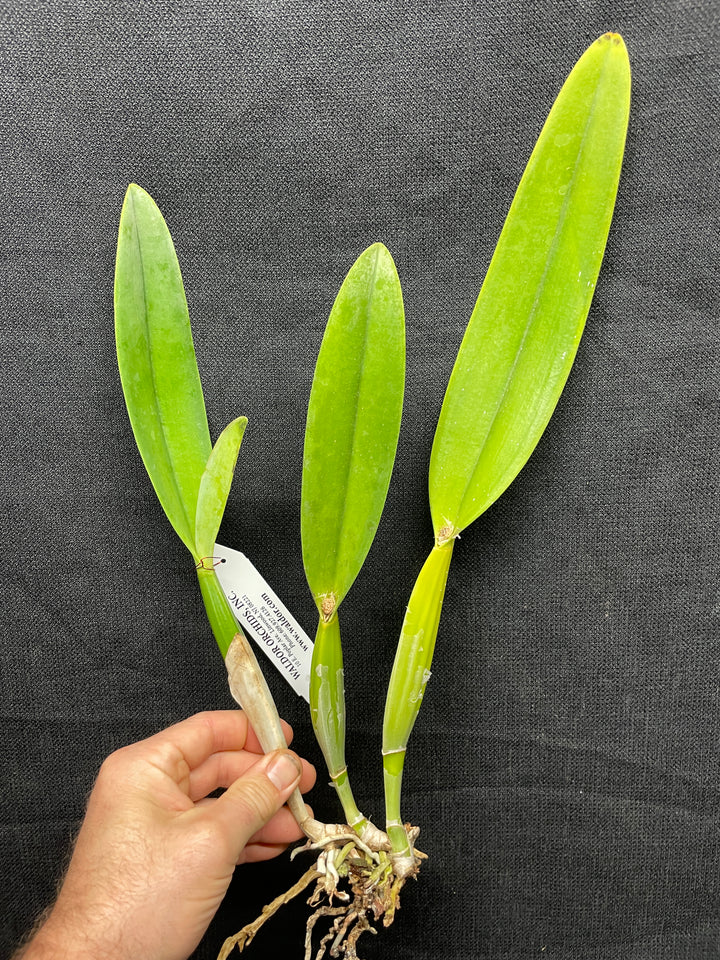 C. percivaliana `Canaima&