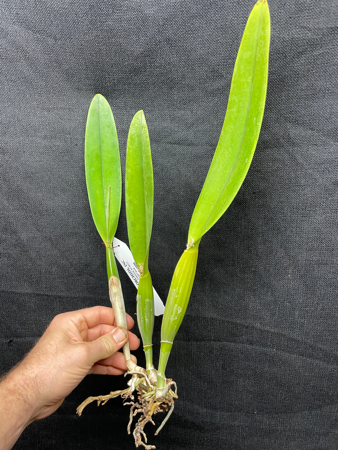 C. percivaliana `Canaima&