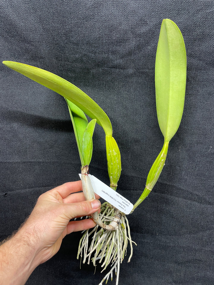 C. trianaei `The Premier&