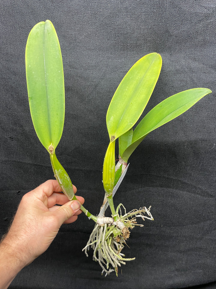 C. trianaei `The Premier&