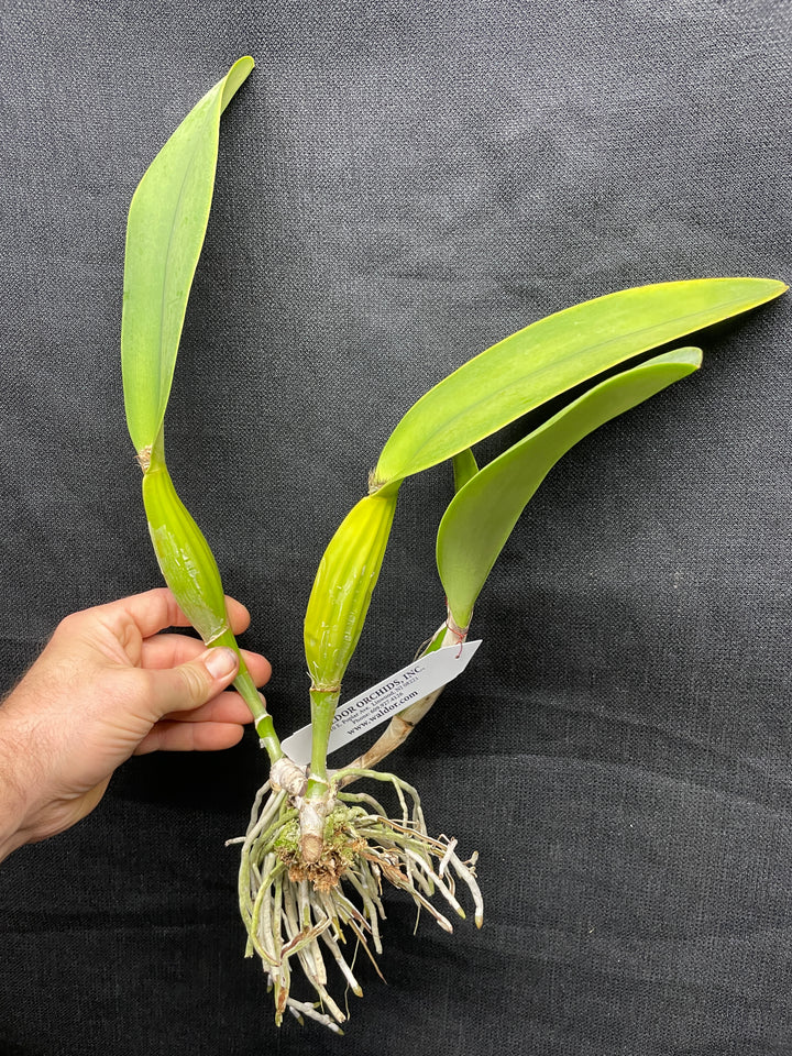 C. trianaei `The Premier&
