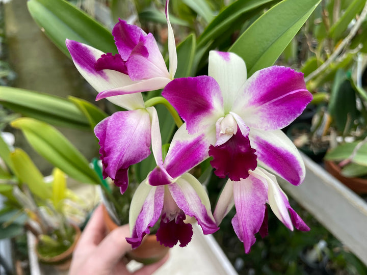 Blc. Art Sound `Ginga&