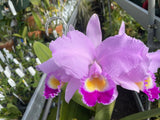 C. trianaei `#2' Original Division Select Species Cattleya Orchid Plant Div #1