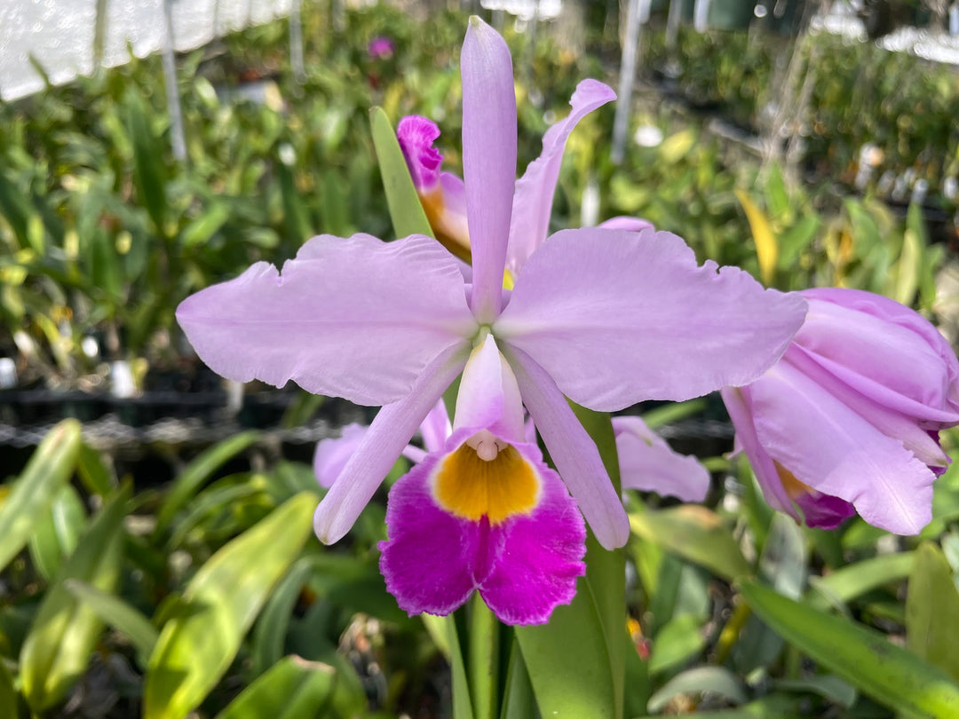 C. wallisii (eldorado) `Sol de Manaus&