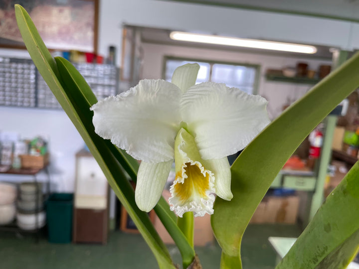 C. percivaliana alba `Canaima&