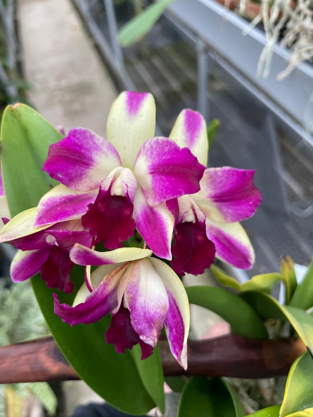 Blc. Art Sound `Ginga&