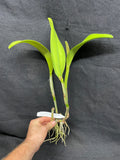 Blc. Momilani Rainbow `Angelica' HCC/AOS Original Div #1 Select Cattleya Orchid Plant