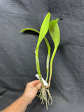 Blc. Momilani Rainbow `Angelica' HCC/AOS Original Div #1 Select Cattleya Orchid Plant