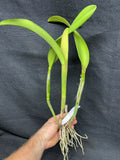 Blc. Momilani Rainbow `Angelica' HCC/AOS Original Div #1 Select Cattleya Orchid Plant