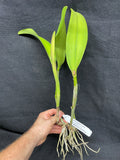Blc. Momilani Rainbow `Angelica' HCC/AOS Original Div #1 Select Cattleya Orchid Plant