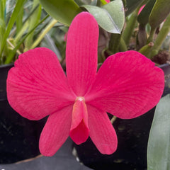 2   スマイルフラワー 2 スマイルフラワー