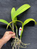 Blc. Momilani Rainbow `Angelica' HCC/AOS Original Div #2 Select Cattleya Orchid Plant