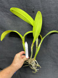 Blc. Momilani Rainbow `Angelica' HCC/AOS Original Div #2 Select Cattleya Orchid Plant