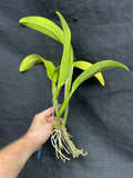 Blc. Momilani Rainbow `Angelica' HCC/AOS Original Div #2 Select Cattleya Orchid Plant