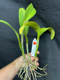 Blc. Momilani Rainbow `Angelica' HCC/AOS Original Div #2 Select Cattleya Orchid Plant