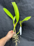 Maceta. Love Passion 'Orange Bird' AM/AOS Maceta de 4"