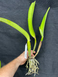 Maceta. Love Passion 'Orange Bird' AM/AOS Maceta de 4"