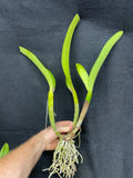 Maceta. Love Passion 'Orange Bird' AM/AOS Maceta de 4"