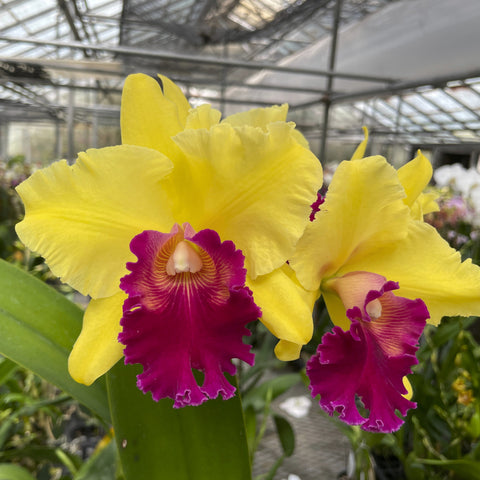 锅。 (Blc. Toshie Aoki `Pizazz' AM/AOS x Jimmy Cook `Golden Beach') Seedling 2.5" Pot