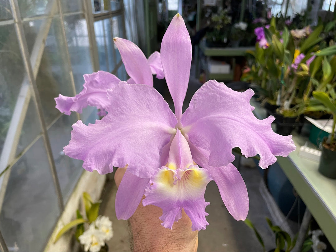 C. lueddemanniana concolor `Canaima&