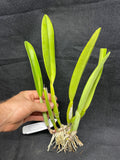 C. trianaei `Eladio' Original Division #1 Select Species Cattleya Orchid Plant