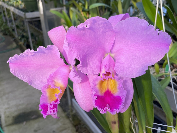 C. trianaei `Mrs. FE Dixon&