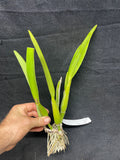 C. trianaei `Eladio' Original Division #1 Select Species Cattleya Orchid Plant