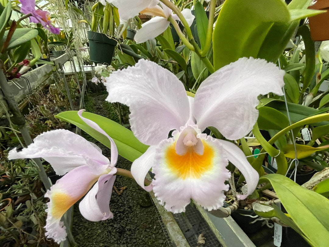 C. schroederae `SVO II&