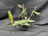 C. schilleriana `Michael' AM/AOS Original Select Species Cattleya Orchid Plant