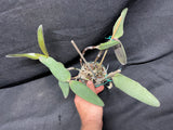 C. schilleriana `Michael' AM/AOS Original Select Species Cattleya Orchid Plant