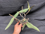 C. schilleriana `Michael' AM/AOS Original Select Species Cattleya Orchid Plant