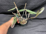 C. schilleriana `Michael' AM/AOS Original Select Species Cattleya Orchid Plant