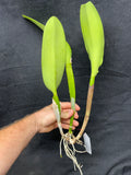 Blc. Toshie Aoki `Robin' HCC/AOS Select Cattleya Orchid Plant