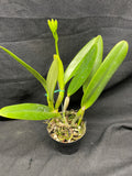 C. wallisii (eldorado) `Fairy' AM/AOS Select Cattleya Species Orchid Plant
