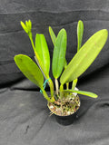C. wallisii (eldorado) `Fairy' AM/AOS Select Cattleya Species Orchid Plant